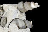 Fluorescent Fossil Gastropods in Limestone - Russia #174901-1